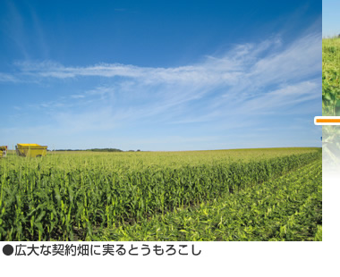 広大な契約畑に実るとうもろこし