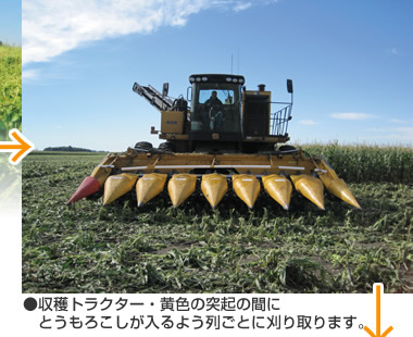 収穫トラクター。黄色の突起の間にとうもろこしが入るよう列ごとに刈り取ります。
