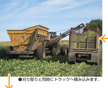 刈り取りと同時にトラックへ積み込みます。