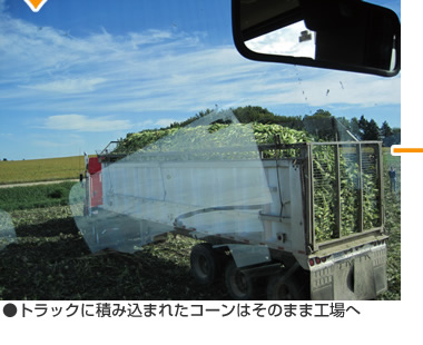 トラックに積み込まれたコーンはそのまま工場へ