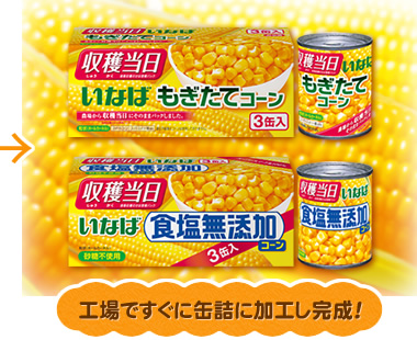 工場ですぐに缶詰に加工し完成！