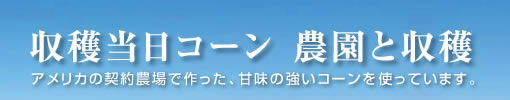 収穫当日コーン 農園と収穫 アメリカの契約農場で作った、甘みの強いコーンを使っています。