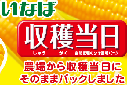 いなば 収穫当日 農場から収穫当日にそのままパックしました