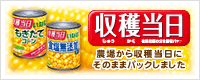 収穫当日コーン