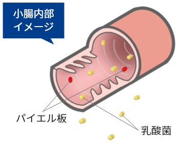 小腸内部イメージ