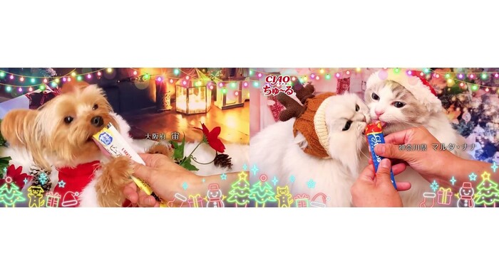 毎年大好評！2026年「ちゅ〜る」クリスマスTVCM出演のわんちゃん・猫ちゃん動画を大募集