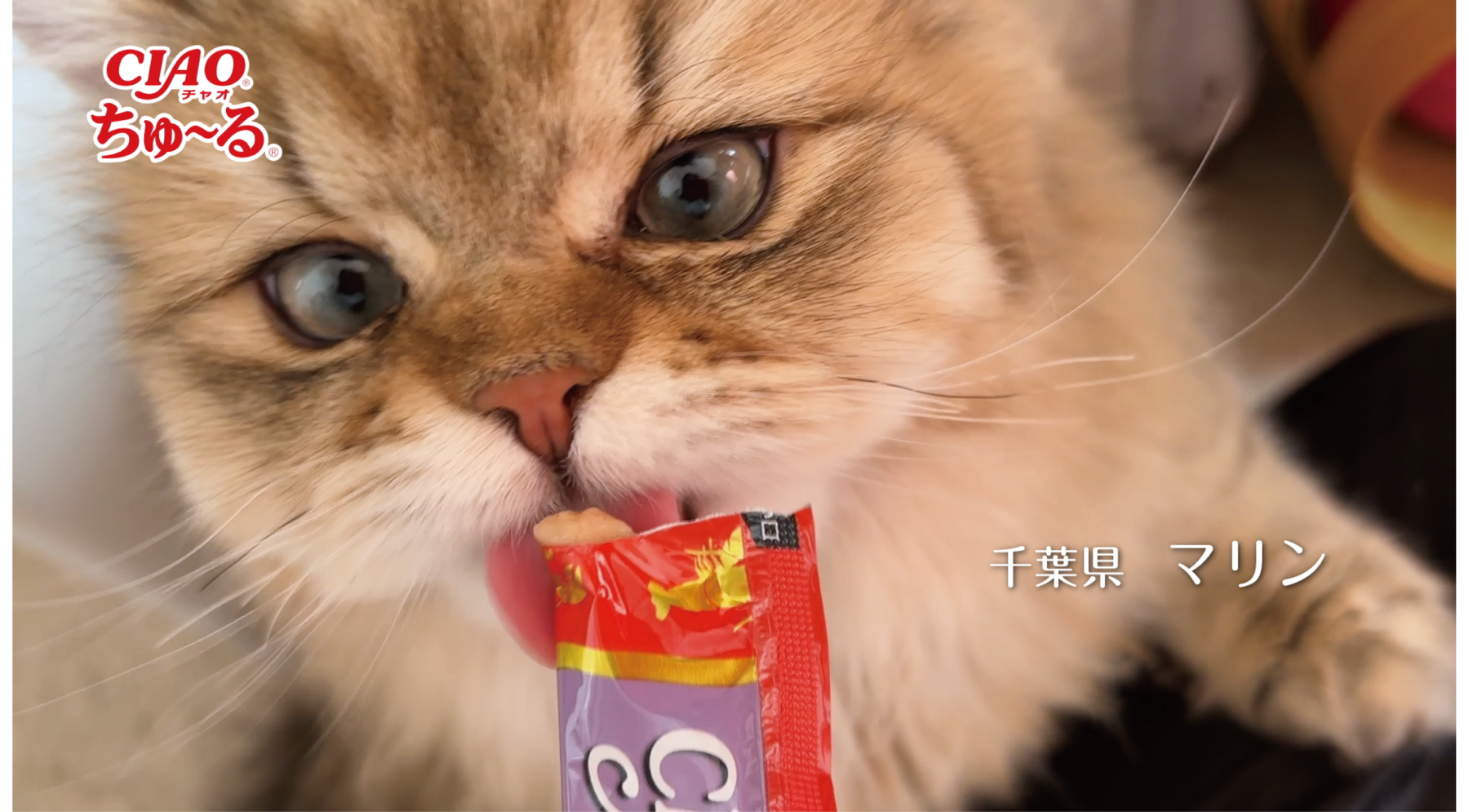 2025年春「CIAOちゅ～る」新CMを大公開！かわいい猫ちゃんたちの動画をYouTubeで