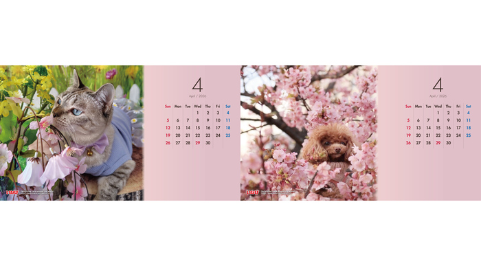 テーマは「お花見」　2026年4月わんちゃん・猫ちゃんカレンダー画像を公開中！