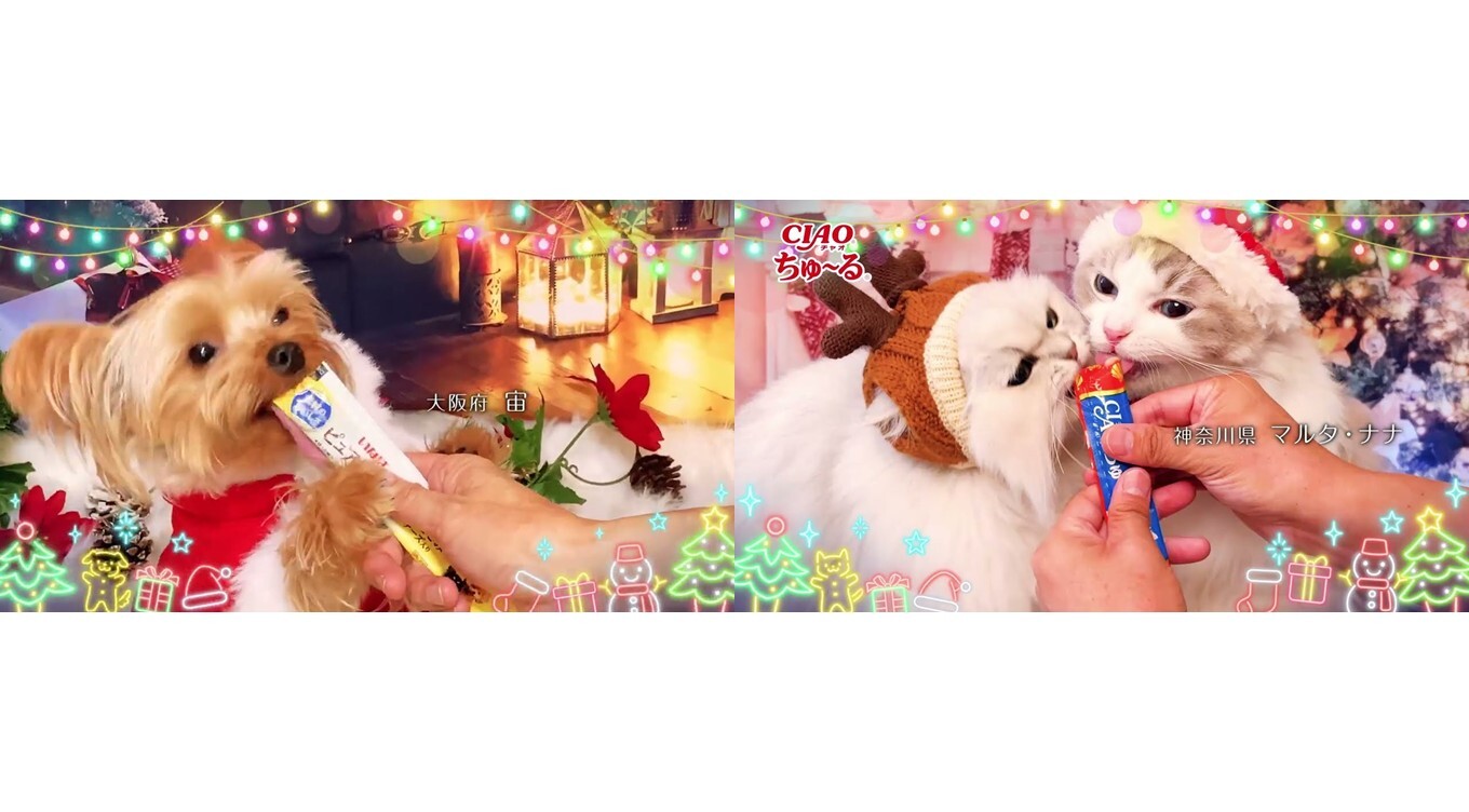 毎年大好評！2026年「ちゅ〜る」クリスマスTVCM出演のわんちゃん・猫ちゃん動画を大募集