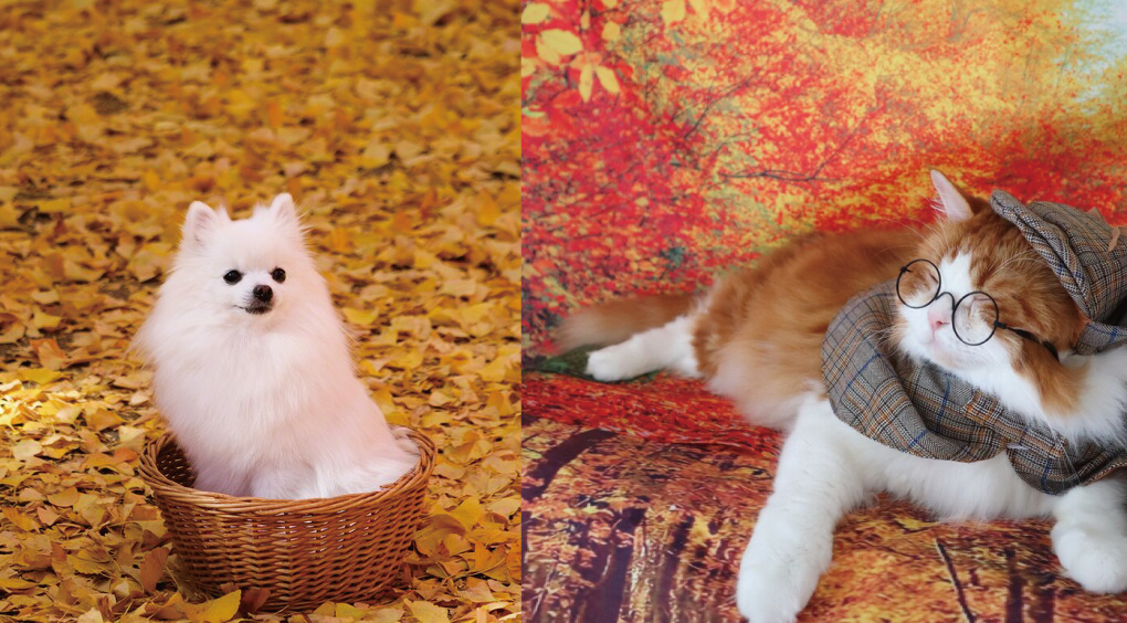 【２０２５年１２月カレンダー用】わんちゃん、猫ちゃん「クリスマス」画像を大募集！