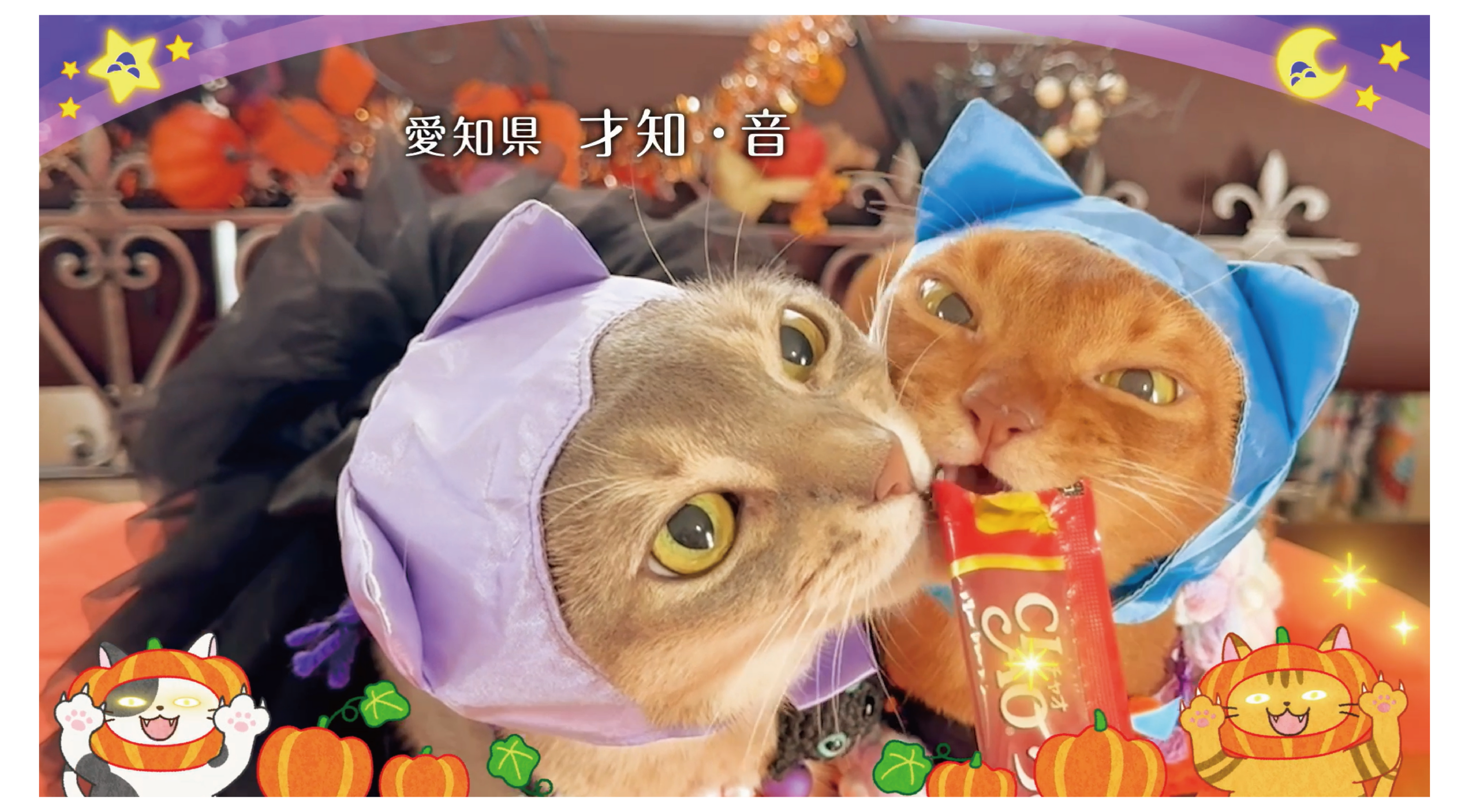 2025年もハロウィン篇「ちゅ～る」TVCMを放映！わんちゃん＆猫ちゃんの出演動画を募集しております。