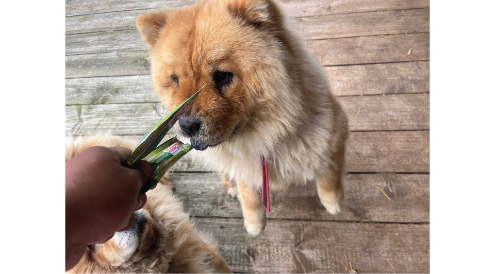 ウクライナのペットシェルターにフード支援