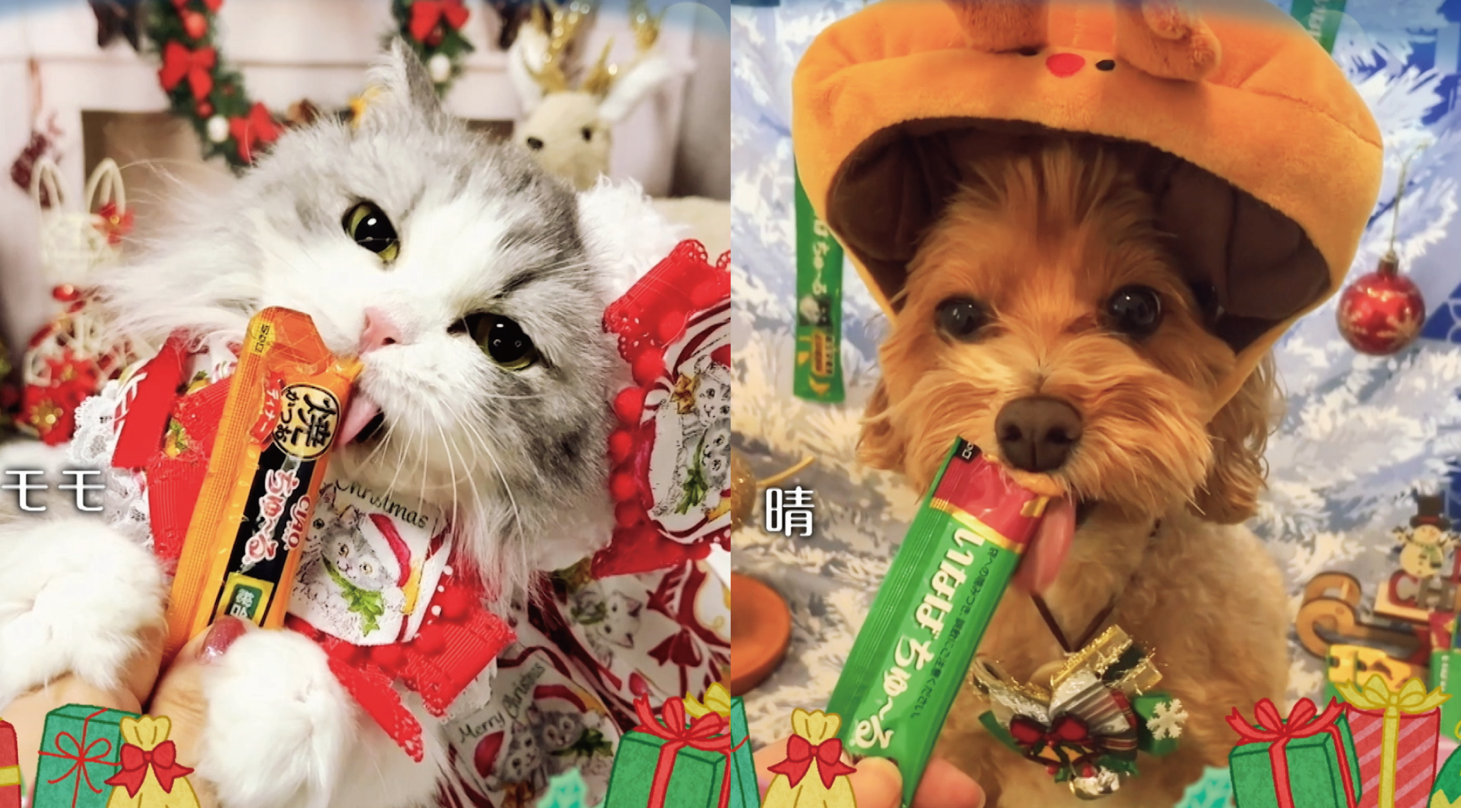 クリスマス篇「ちゅ～る」TVCM用　わんちゃん、猫ちゃん動画をご応募ください！