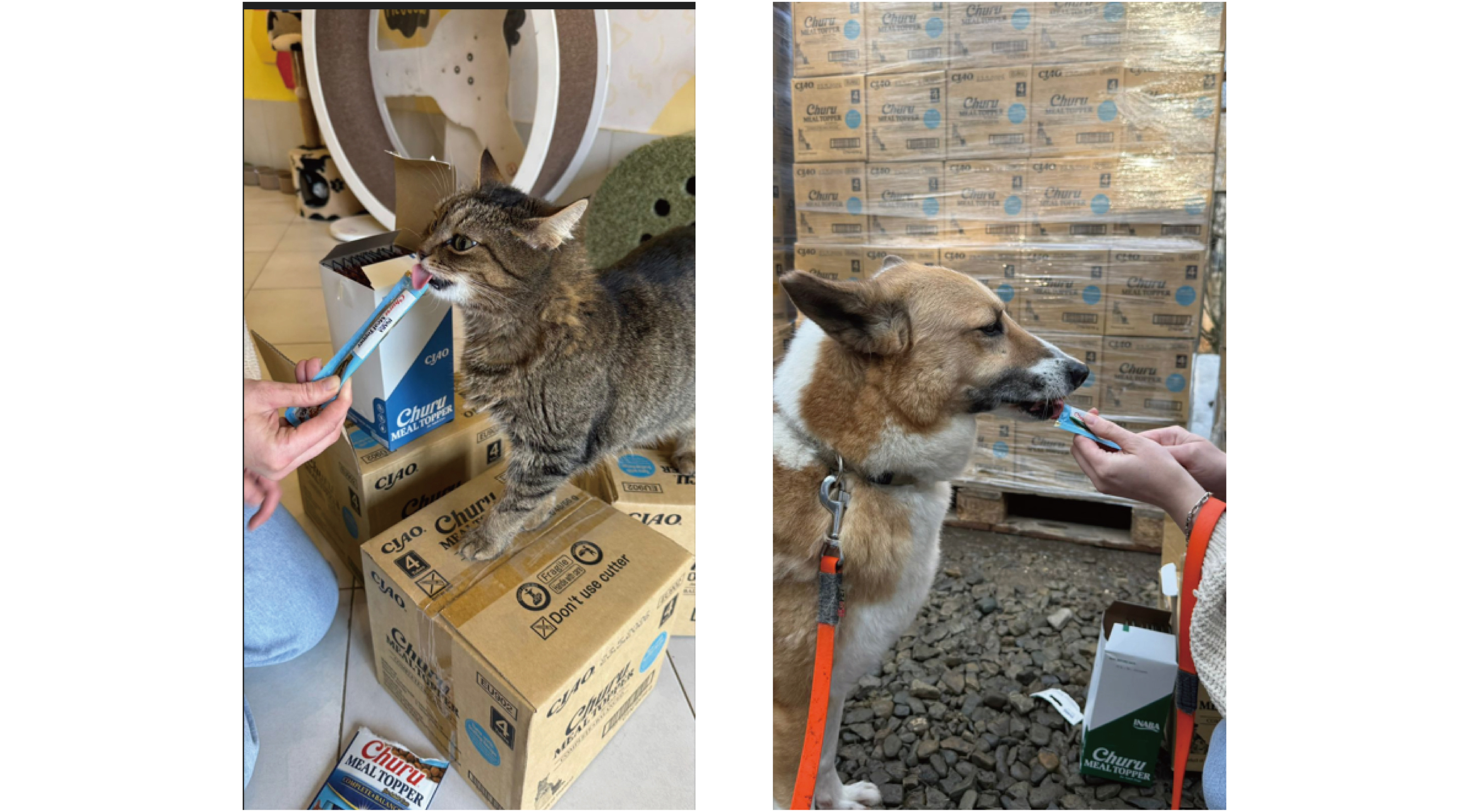 ウクライナ犬猫PETシェルターへのフード支援　通算５回目の輸送を完了