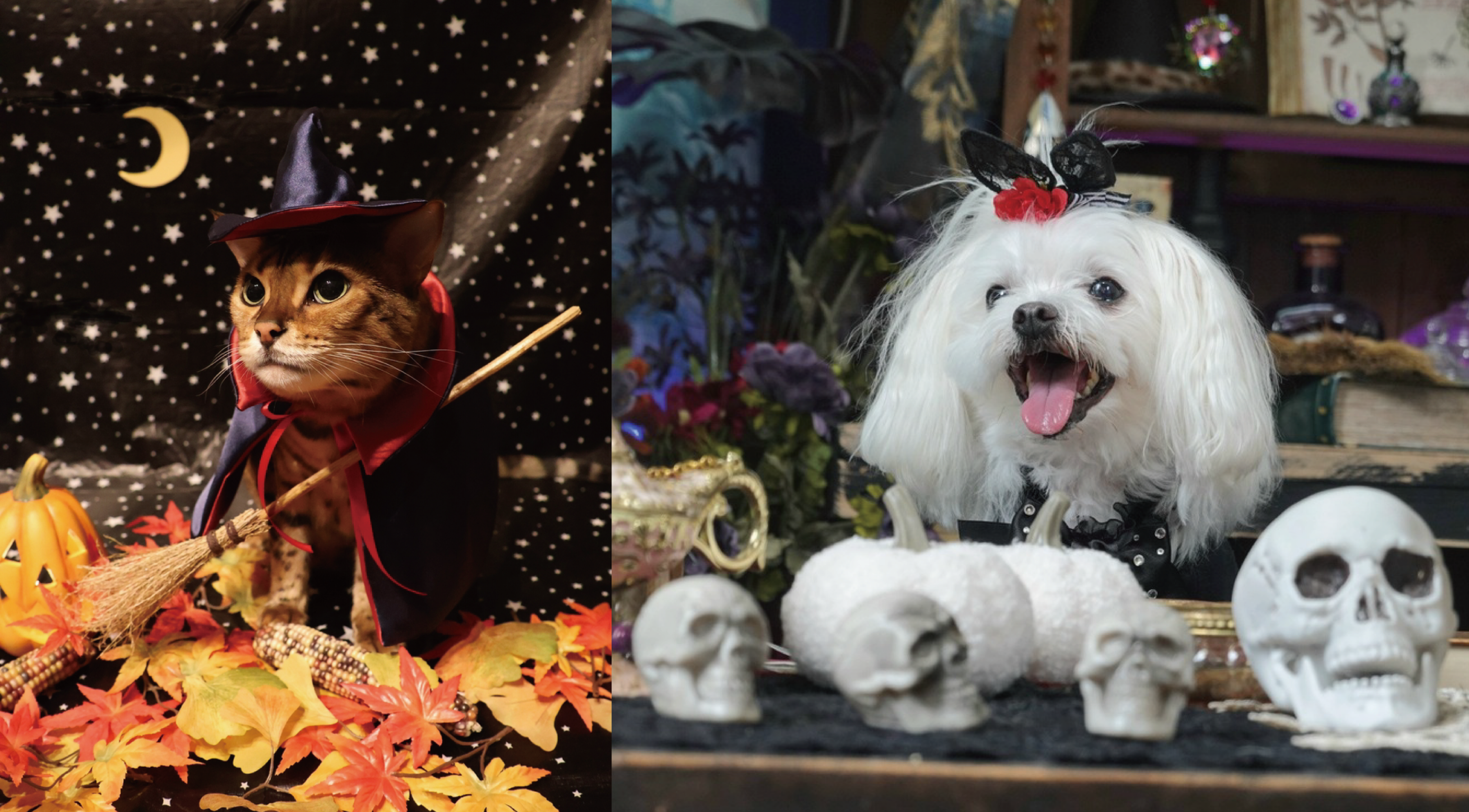 わんちゃん、猫ちゃんの11月カレンダー画像を大募集！　テーマは「紅葉」