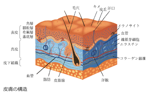 皮膚の構造