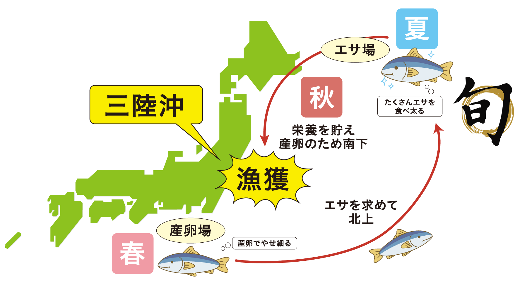 いなばの氷温熟成さば水煮は三陸産の秋さばを使っています！