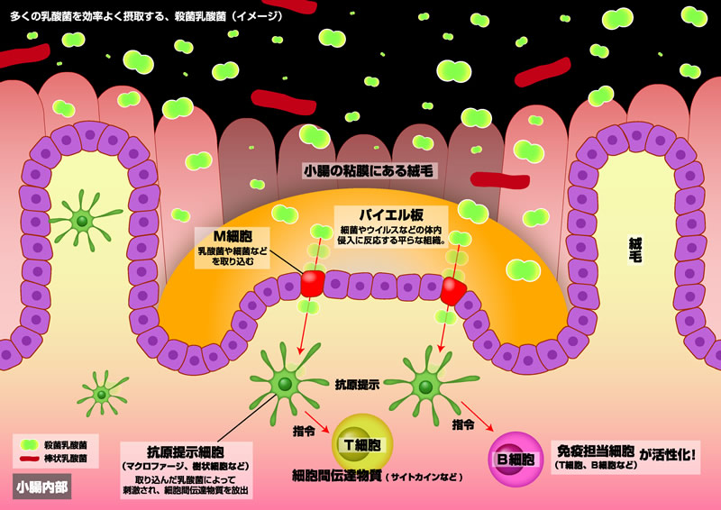 殺菌乳酸菌について いなば食品株式会社